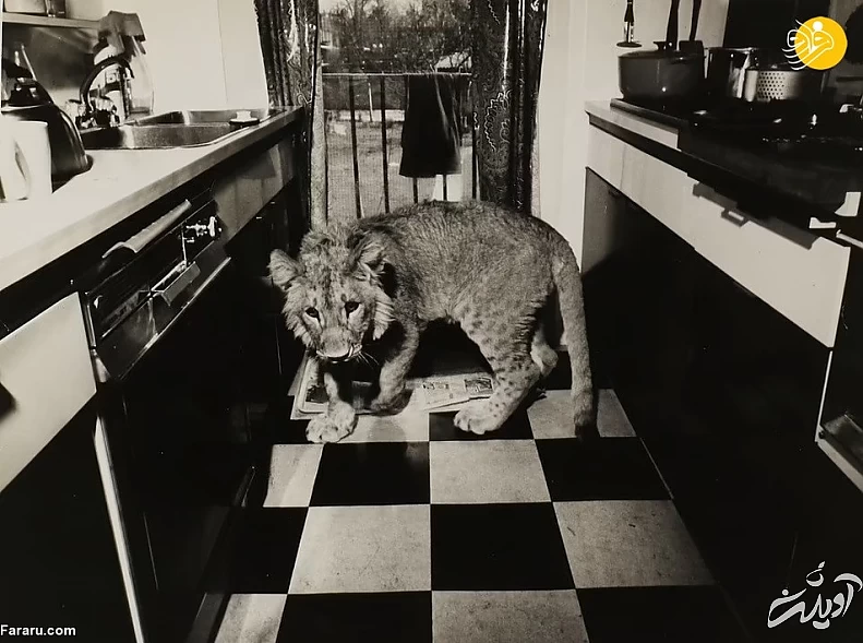 (تصاویر) داستان یک شیر؛ از بنز سواری تا رهایی در حیات وحش کنیا